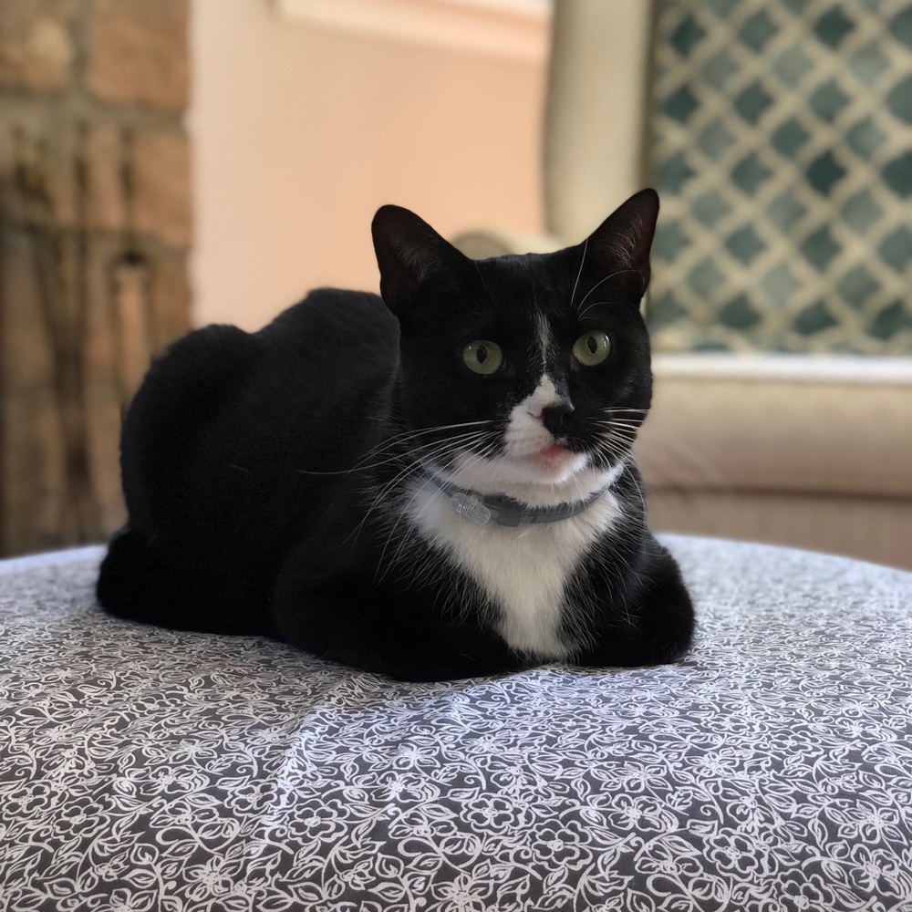 Meet your Posher, Kira